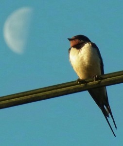 swallow.moon-1-1