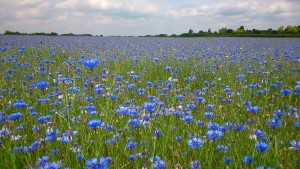 cornflowers