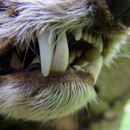 Nature with teeth