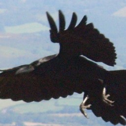 Crow politics